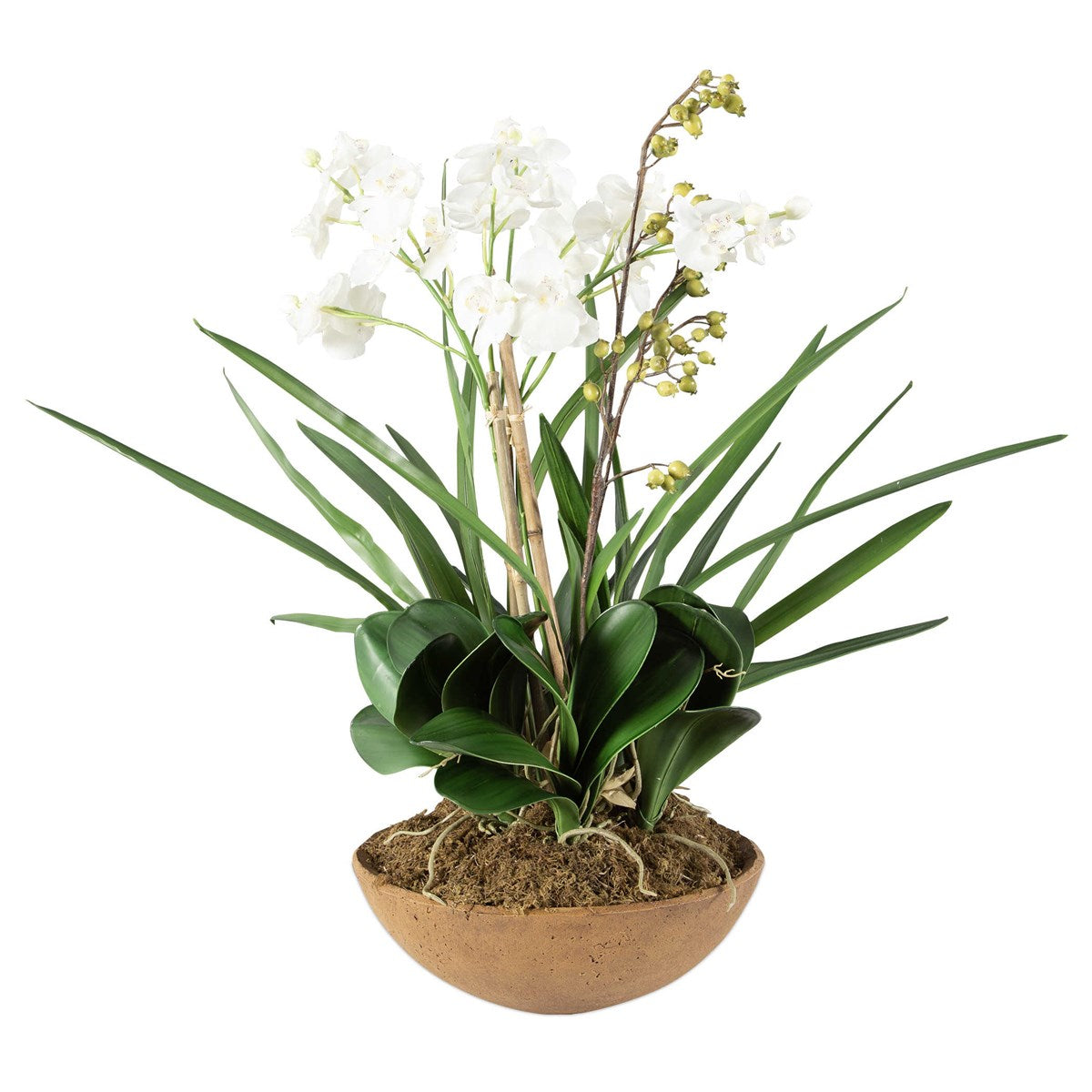 MOTH ORCHID PLANT