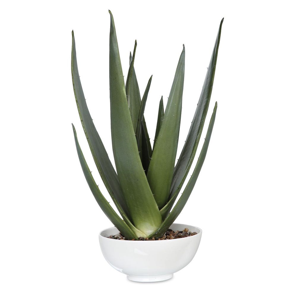EVARAD ALOE PLANTER