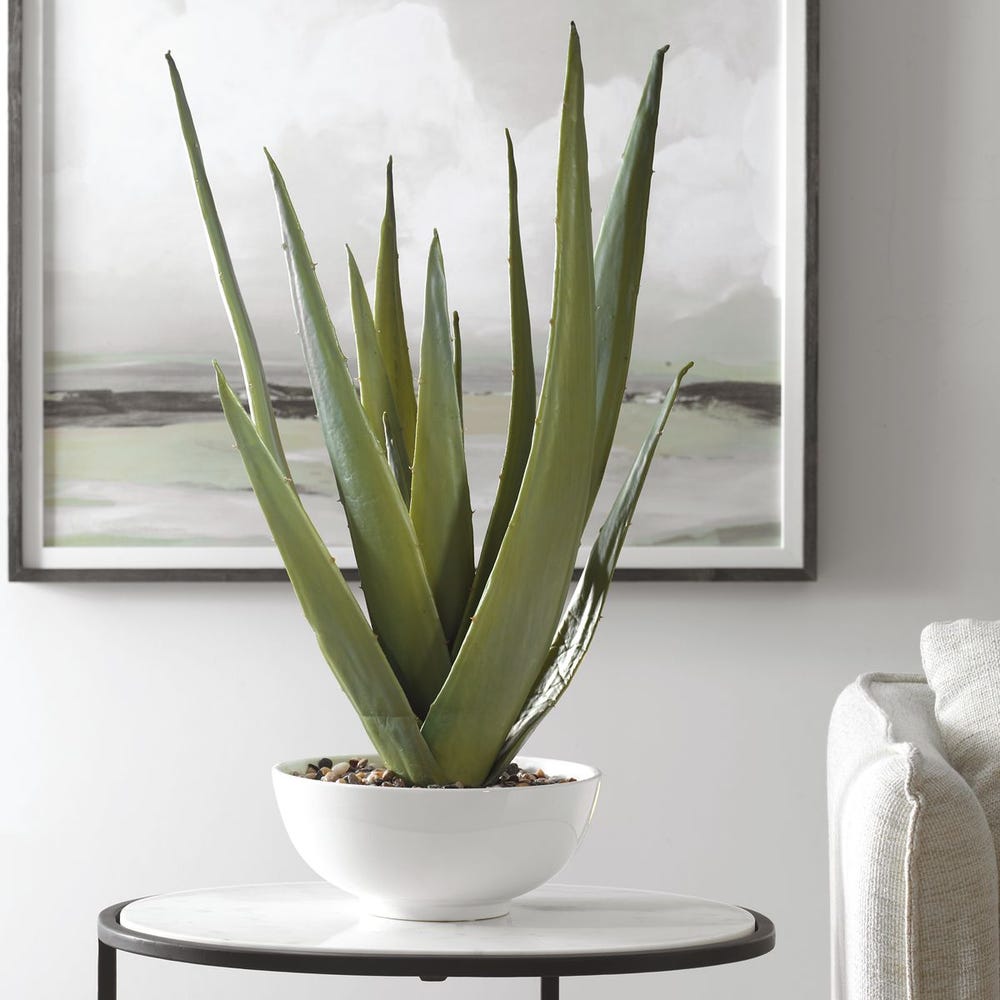 EVARAD ALOE PLANTER