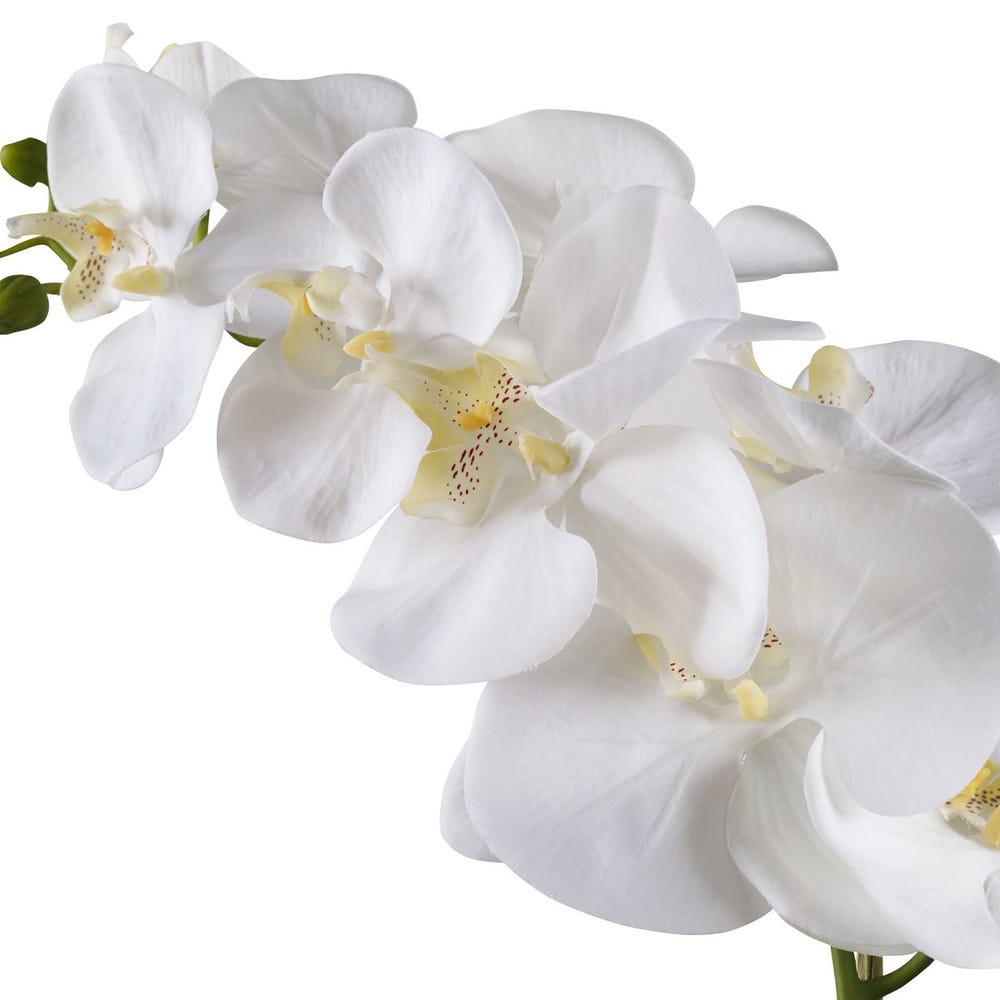 CAMI WHITE ORCHID
