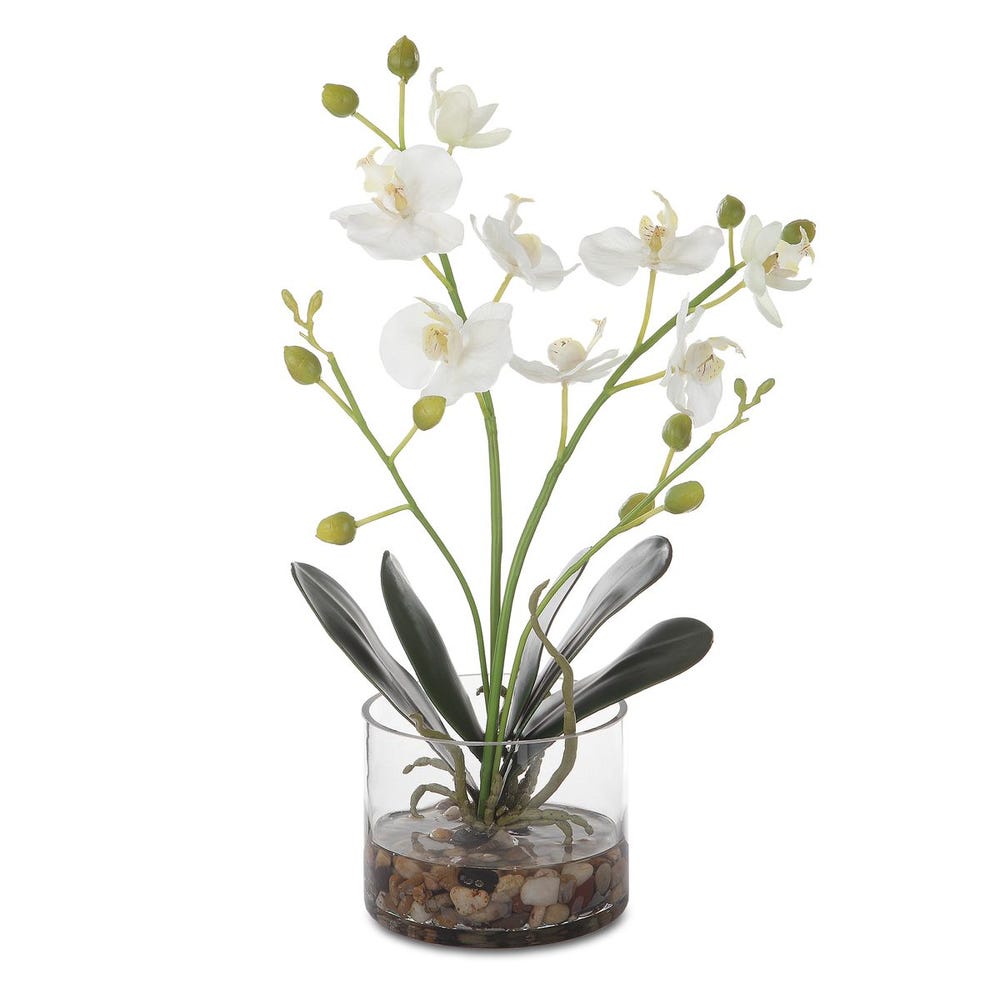 GLORY ORCHID WHITE