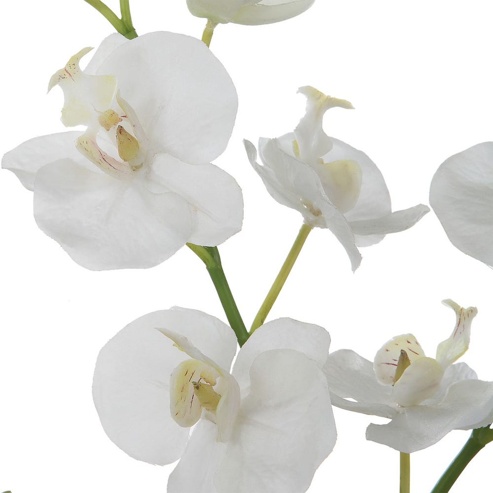 GLORY ORCHID WHITE