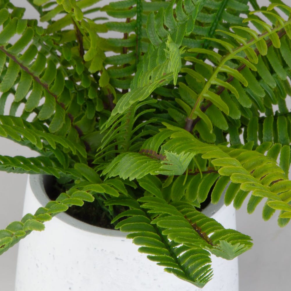 BOSTON FERN IN PLANTER