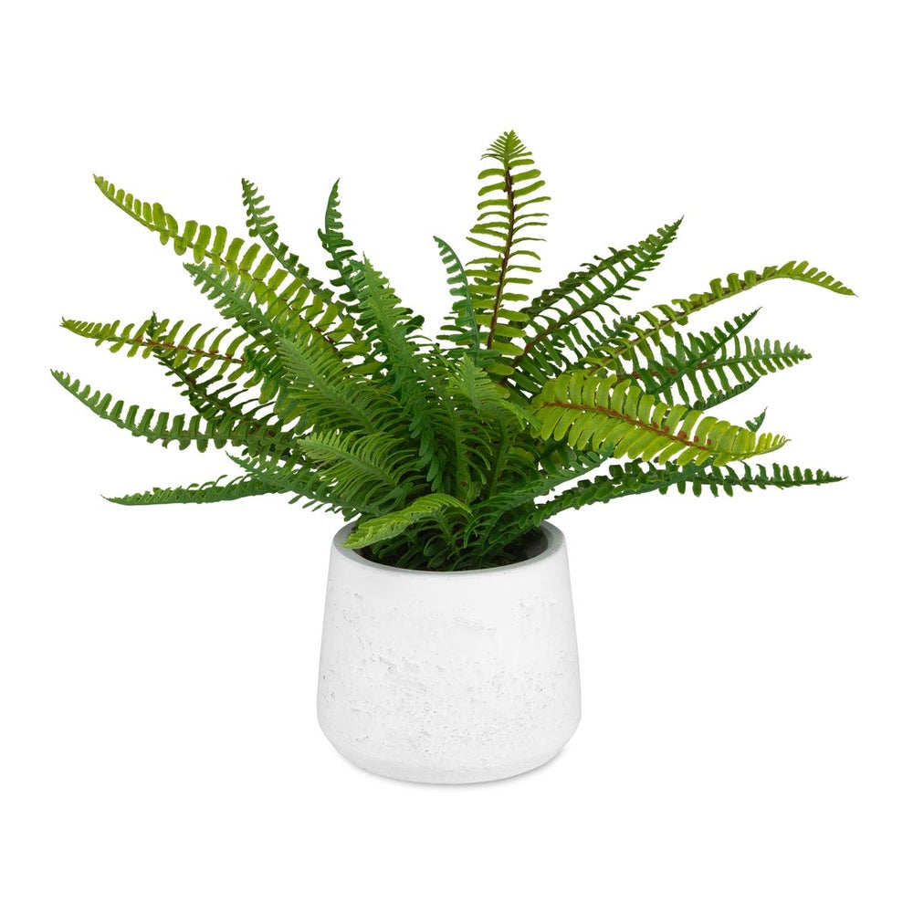 BOSTON FERN IN PLANTER