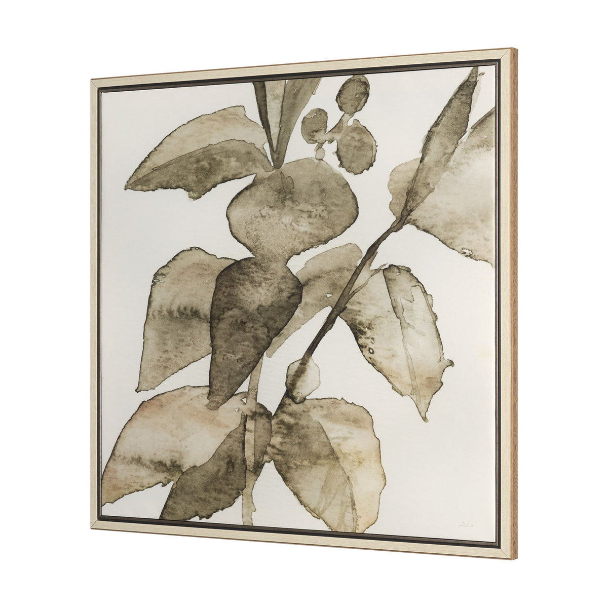CORNUS ALBA I ART
