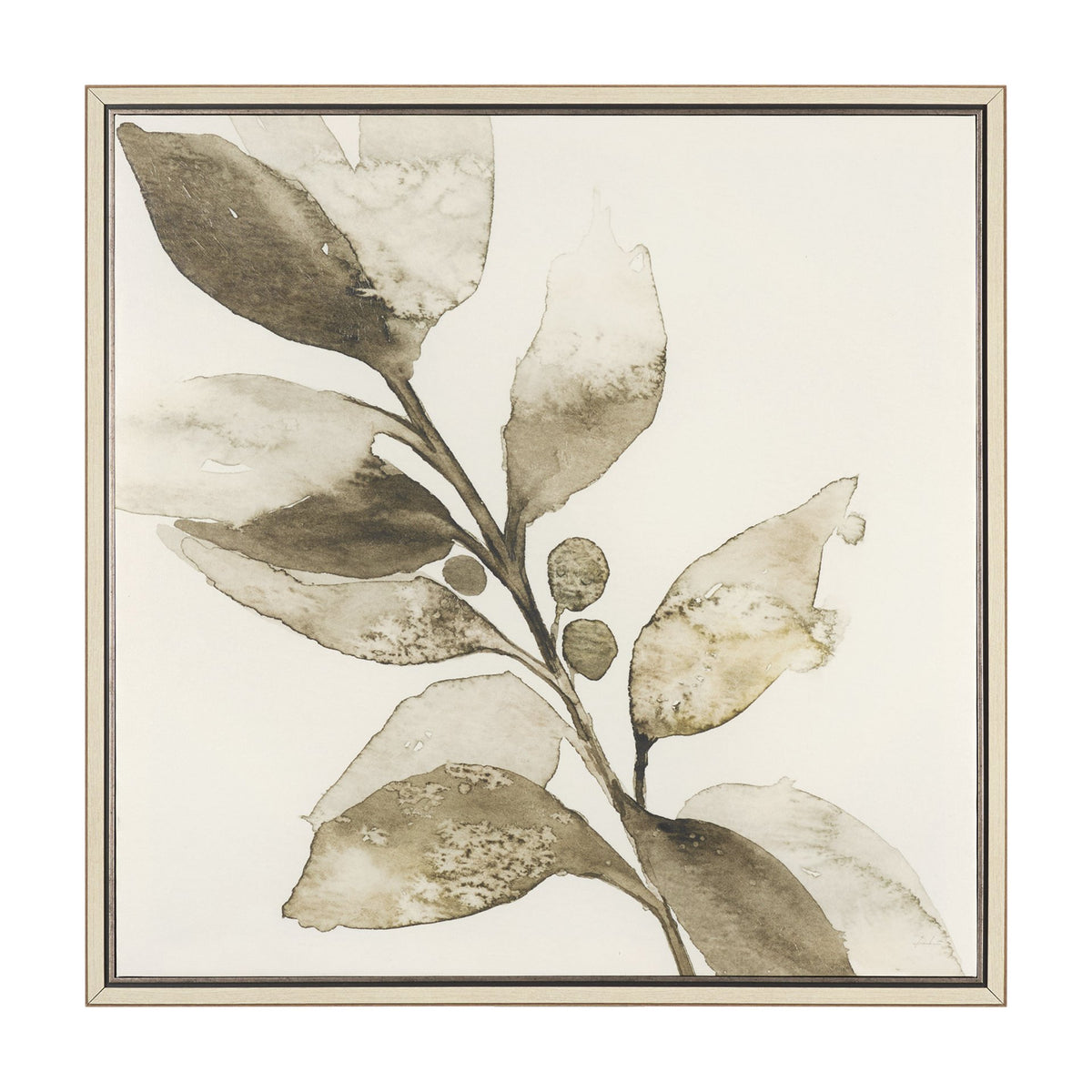 CORNUS ALBA II ART