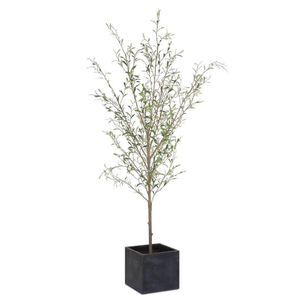 7.5" POTTED OLIVE TREE