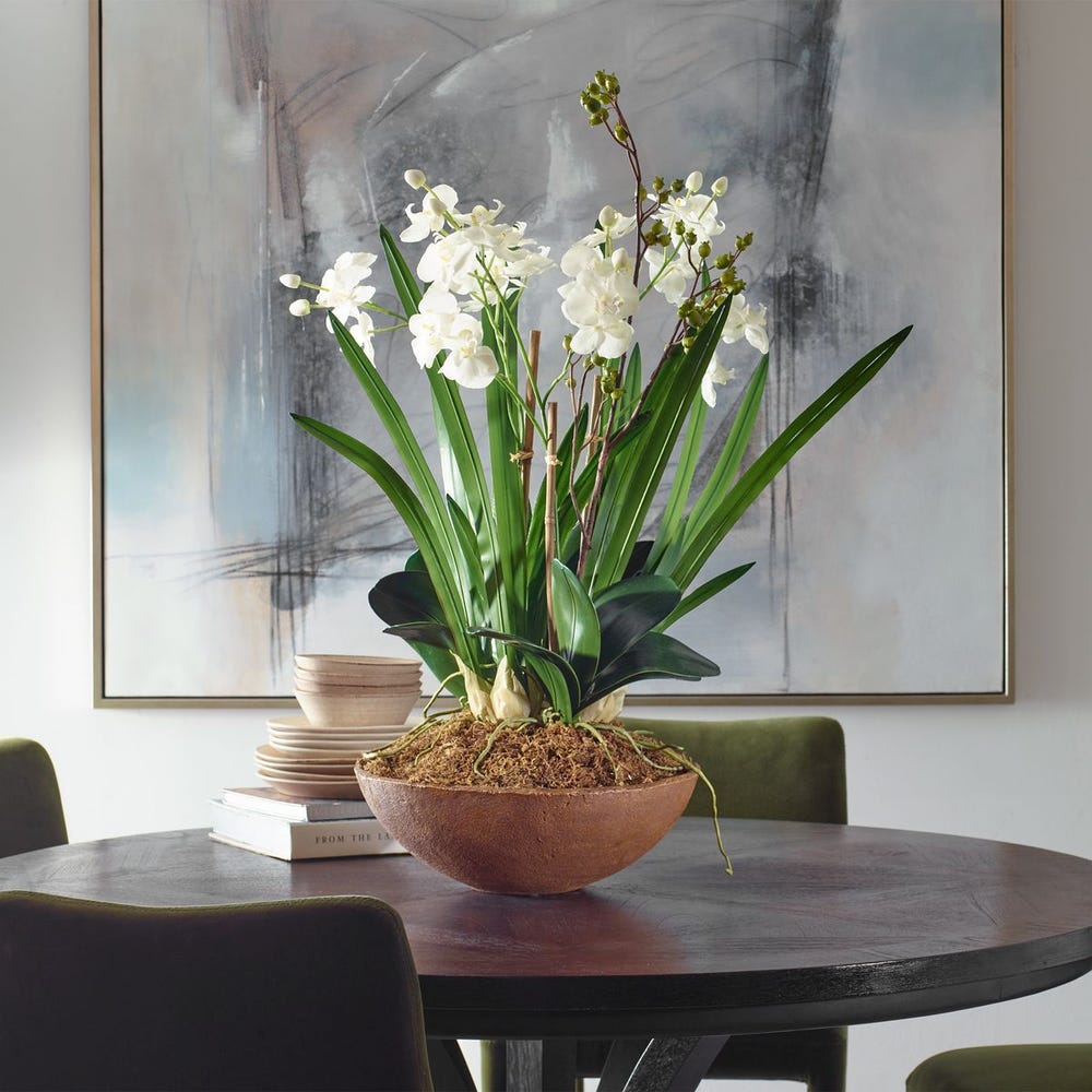 MOTH ORCHID ELEGANT PLANT