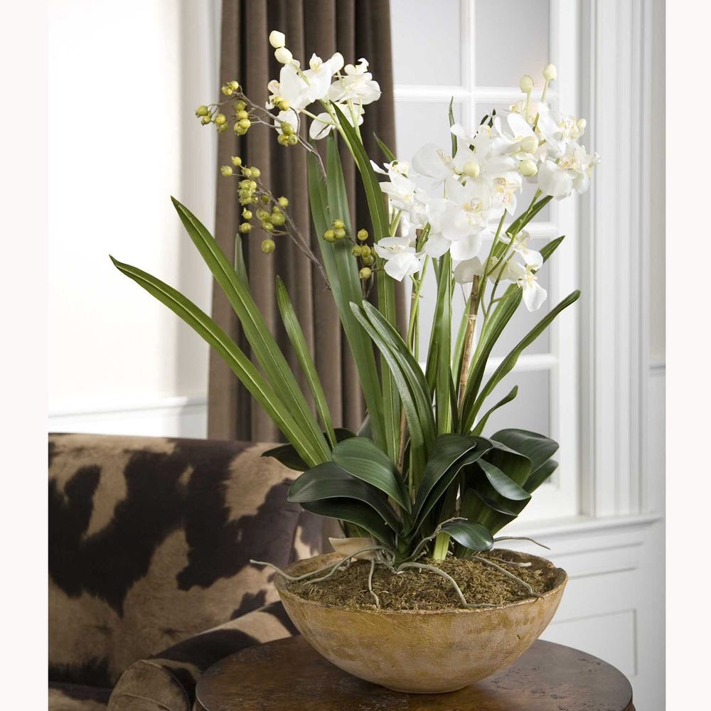 MOTH ORCHID ELEGANT PLANT