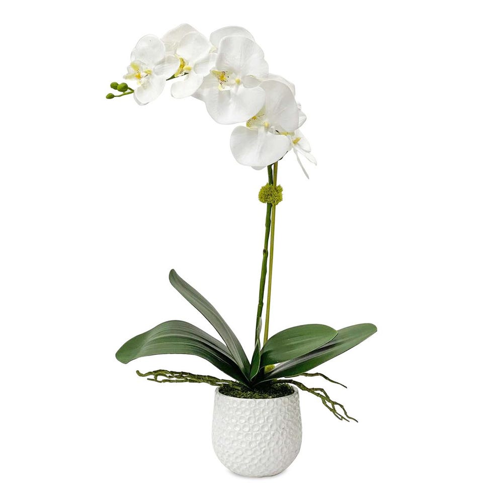CAMI WHITE ORCHID