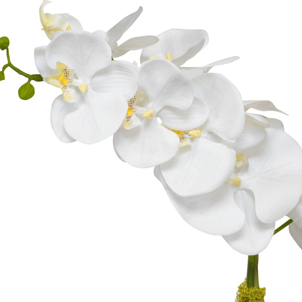 CAMILLA ORCHID BRASS