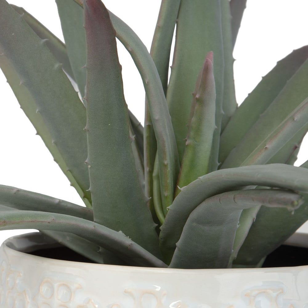 TAYLOR ALOE CENTERPIECE