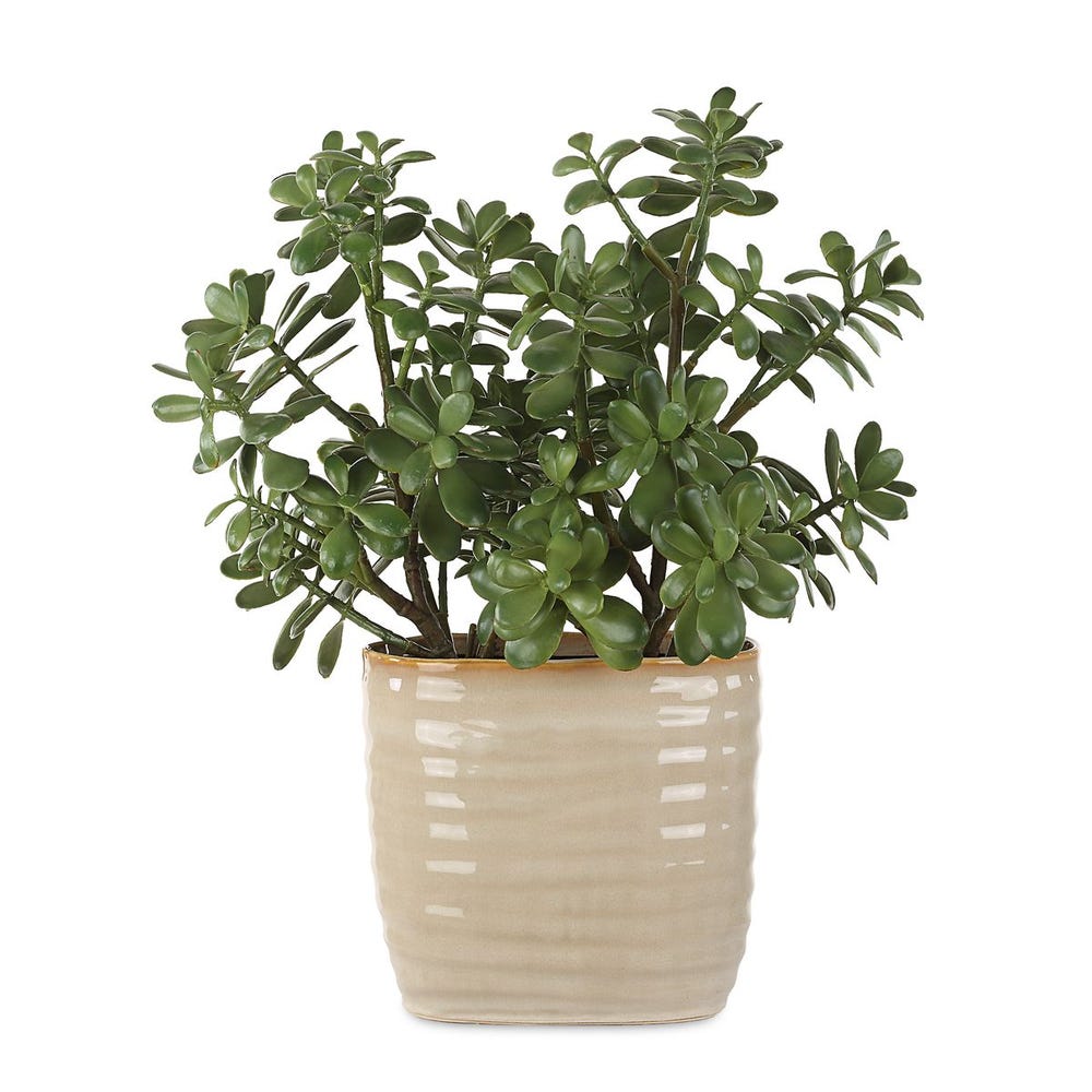 CRASSULA JADE ACCENT PLANT