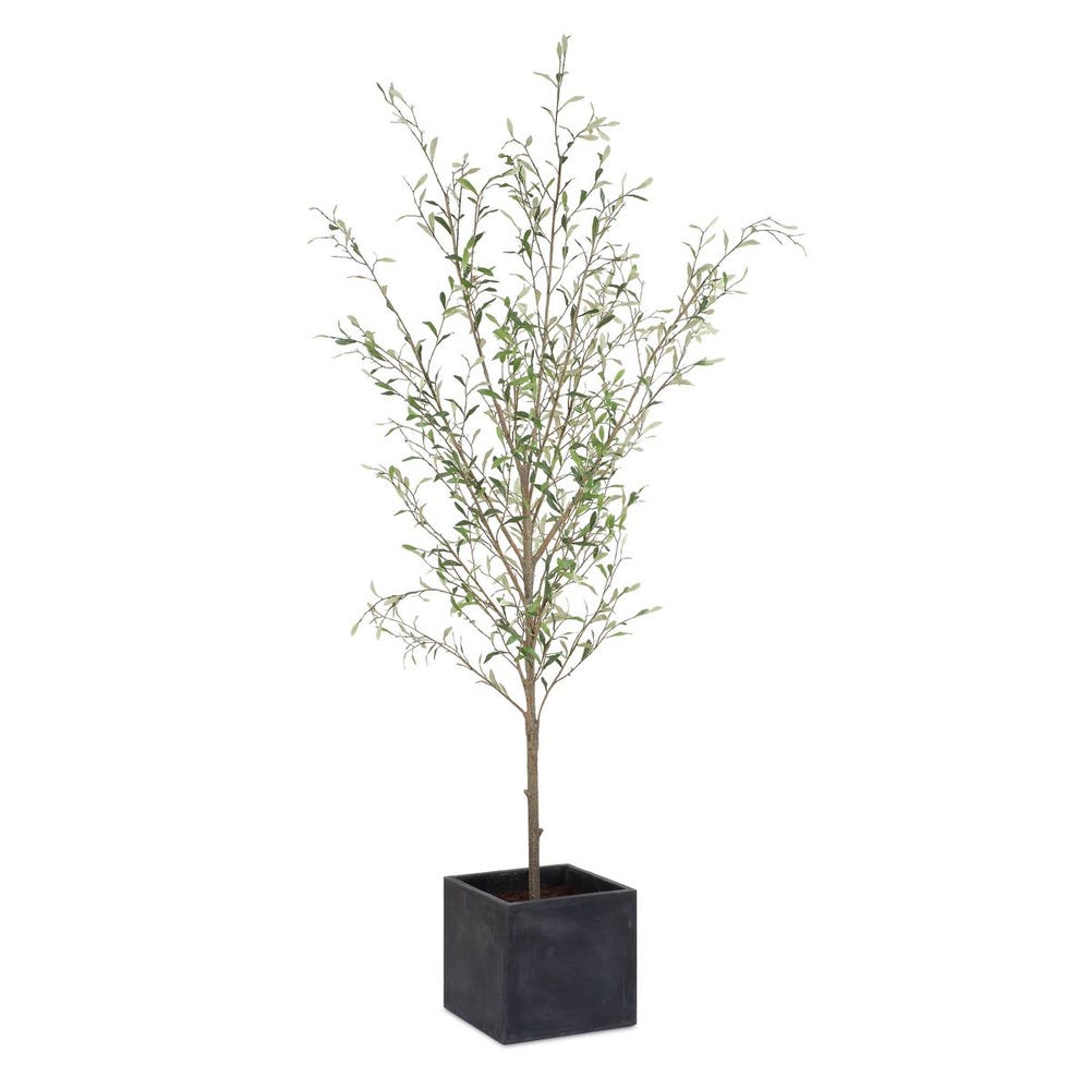 7.5" POTTED OLIVE TREE
